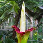 7年に一度、たった二日間しか花を咲かせない植物があるという雑学