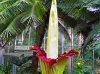 7年に一度、たった二日間しか花を咲かせない植物があるという雑学