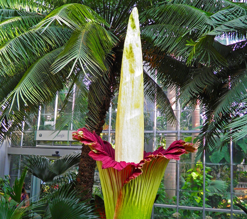 7年に一度、たった二日間しか花を咲かせない植物があるという雑学