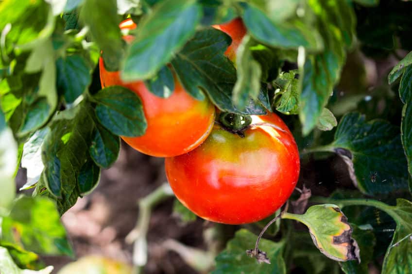 トマトは野菜?果物?に関する雑学
