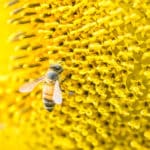 ミツバチが蜜を運ぶ方法に関する雑学