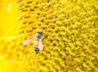 ミツバチが蜜を運ぶ方法に関する雑学