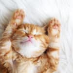 ほとんどの猫はA型で、O型の猫はいないという雑学