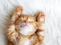 ほとんどの猫はA型で、O型の猫はいないという雑学