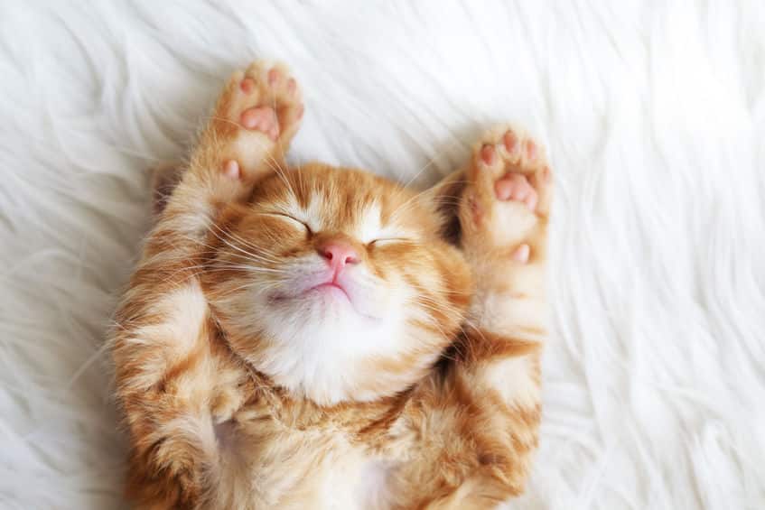 ほとんどの猫はA型で、O型の猫はいないという雑学
