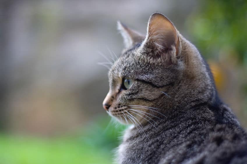 死ぬ前に姿を消すのは本当なのか?筆者が実際に体験した猫の話についてのトリビア