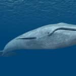 シロナガスクジラは地球最大の動物で、心臓は軽自動車くらいあるという雑学