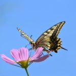 童謡「ちょうちょう」、二番の歌詞はすずめの歌という雑学