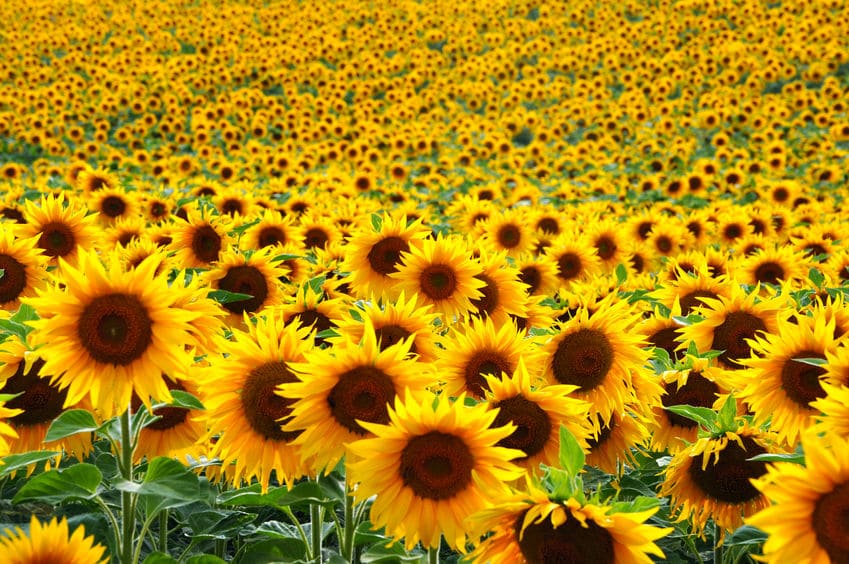太陽の方を向いている?ひまわりがそろって咲いている理由についてのトリビア