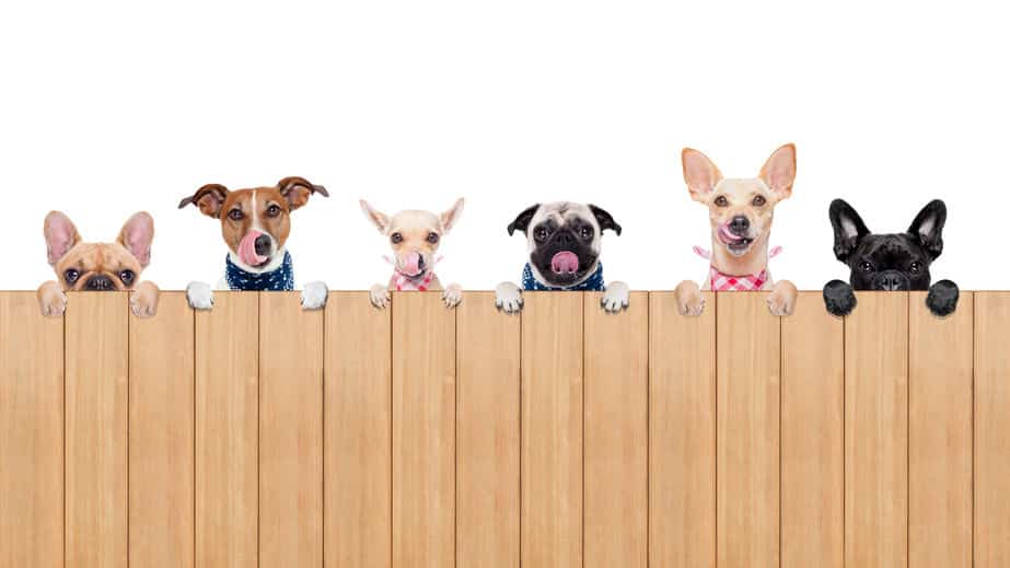 犬の名前の「ポチ」の由来は?に関する雑学