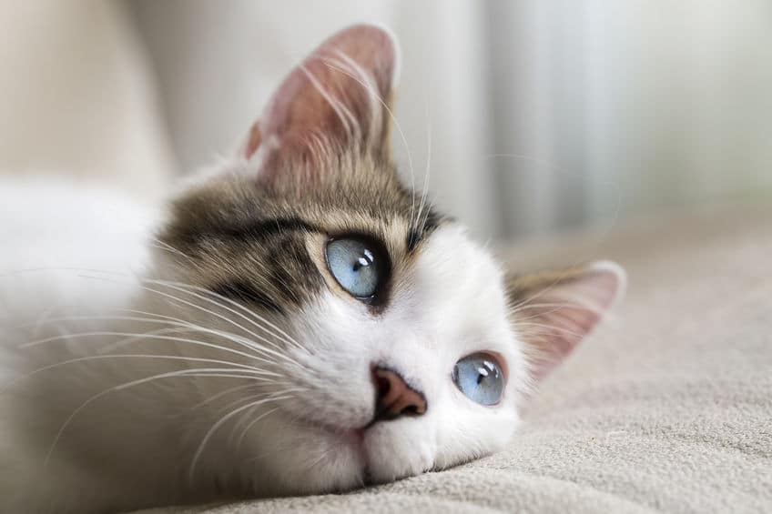 便利な機能!暗闇で猫の目が光る理由についてのトリビアまとめ
