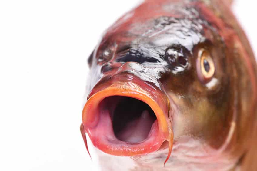 鯉や金魚が弱ってきたらまずは塩浴についてのトリビア