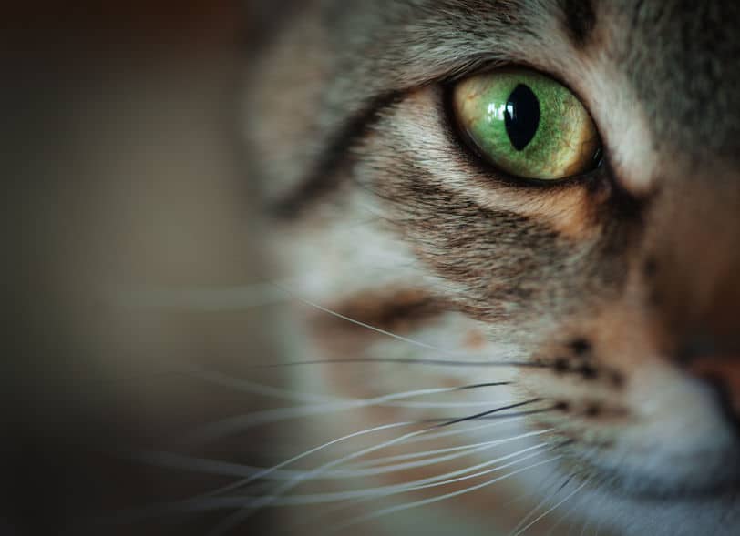 猫の視力はどのくらいあるのか?というトリビア