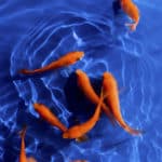金魚の先祖は突然変異のフナだった