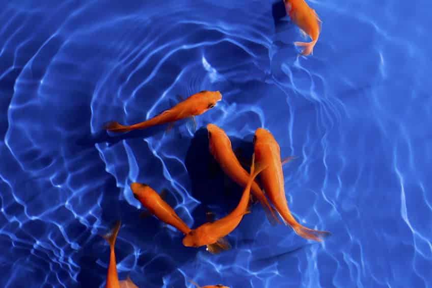金魚の先祖は突然変異のフナだったという雑学