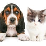 ドッグフードとキャットフードはどう違う？に関する雑学