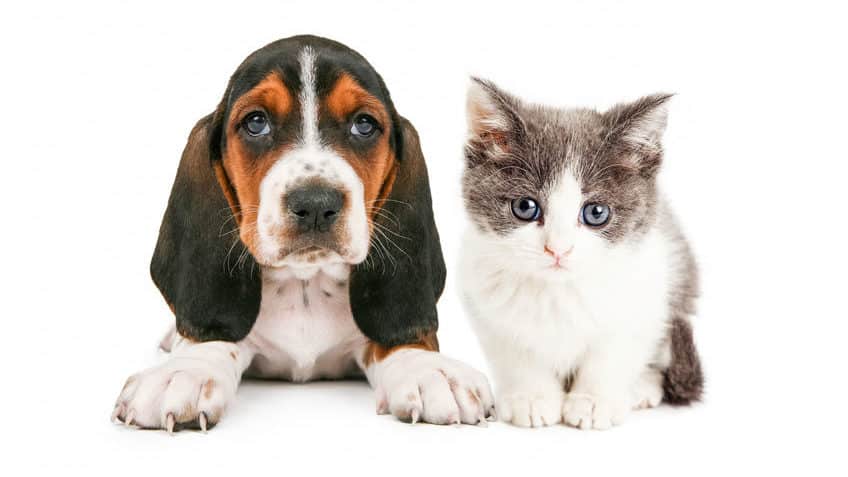 ドッグフードとキャットフードはどう違う?に関する雑学