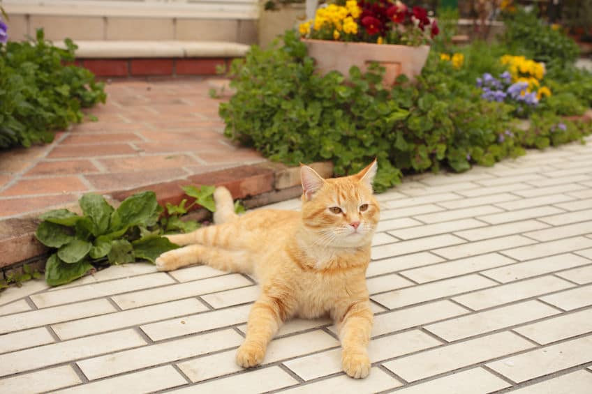 猫に振り回される人間の小話についてのトリビア