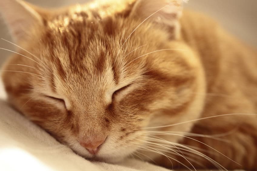 猫が"死ぬ前に飼い主の前から姿を消す"はほんと?【体験談】についてのトリビアまとめ