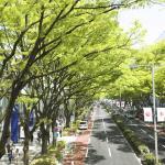 街路樹にはあえて葉の落ちる落葉樹が植えられているという雑学