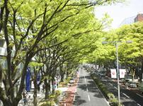 街路樹にはあえて葉の落ちる落葉樹が植えられているという雑学