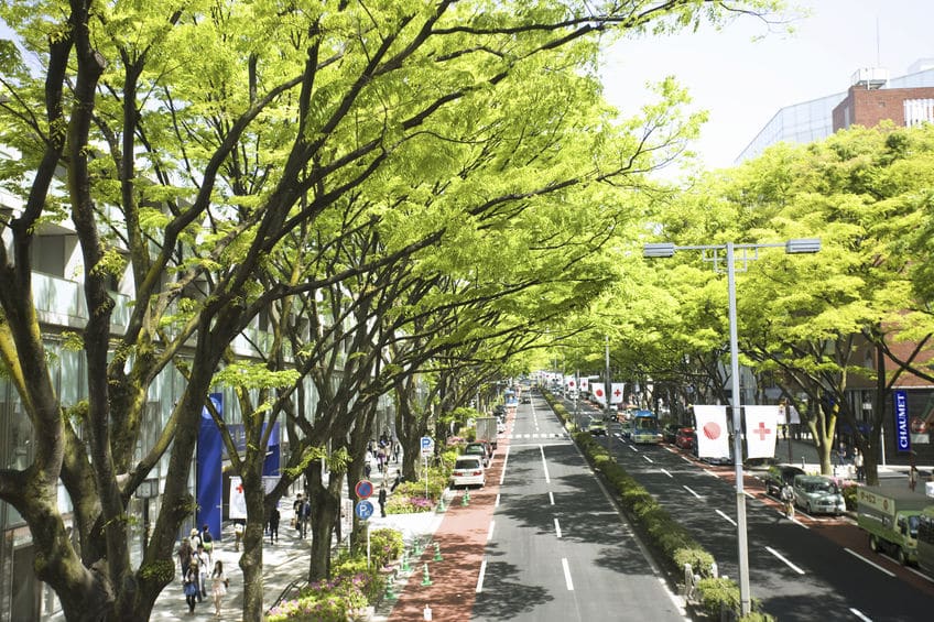 街路樹にはあえて葉の落ちる落葉樹が植えられているという雑学