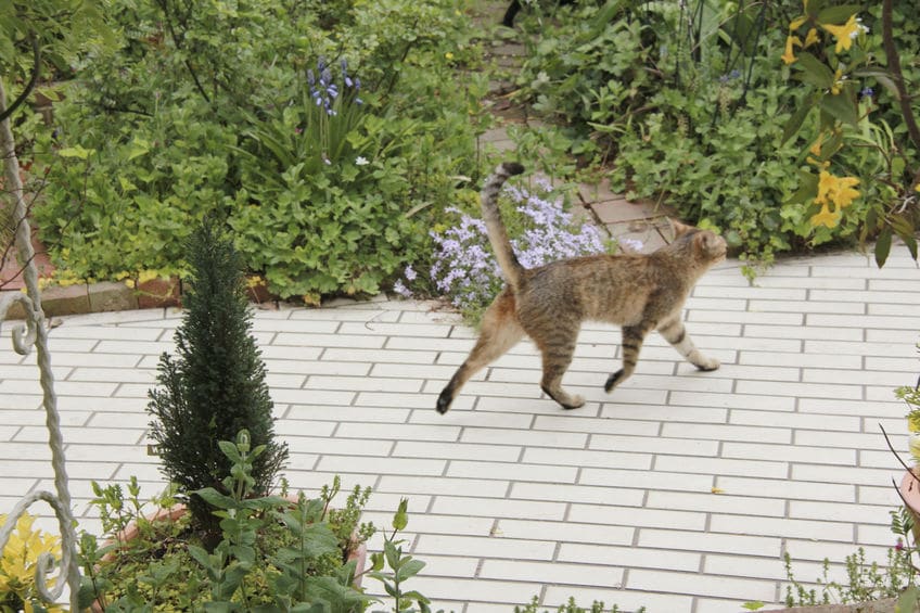 死ぬ前に突然いなくなる猫の謎はその習性にあったというトリビア