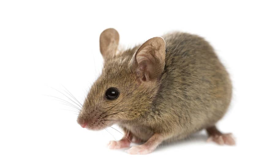 動物裁判でネズミに出頭命令!?というトリビア