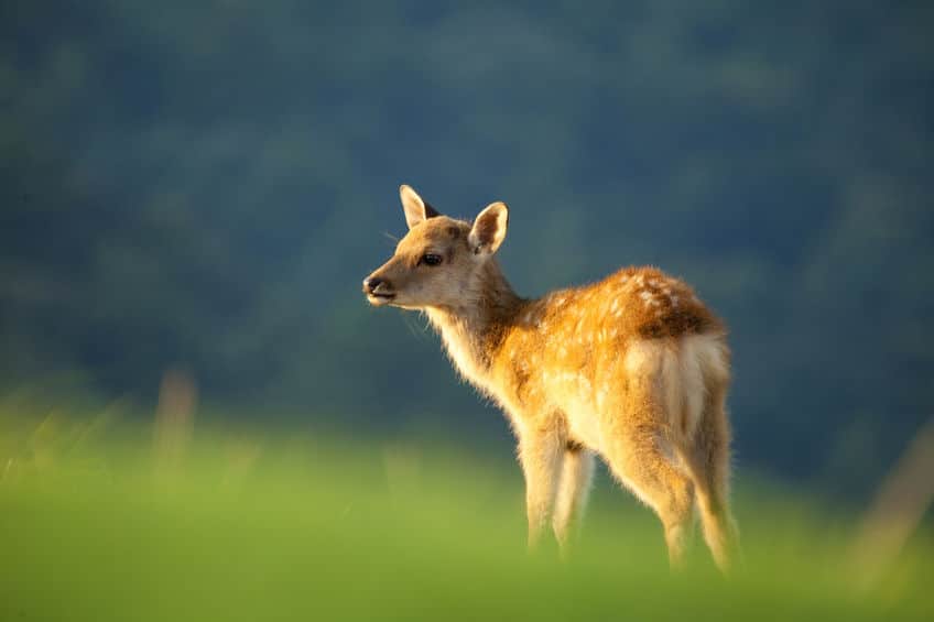 本来は「Doe(メスジカ)」についてのトリビア