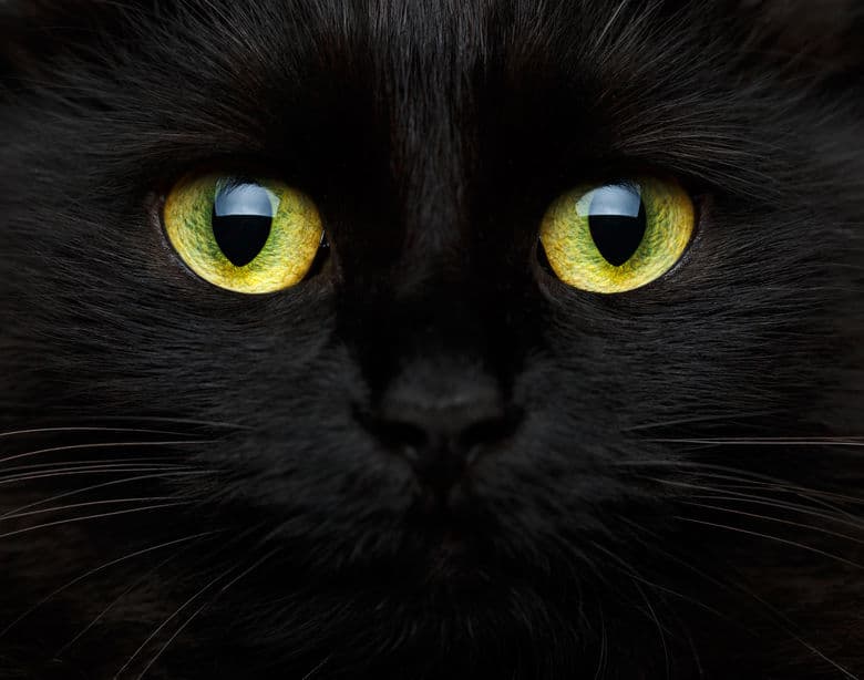 猫の目が光る理由はその構造にあるというトリビア