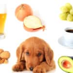 犬が玉ねぎを食べるとどうなる？という雑学