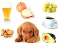 犬が玉ねぎを食べるとどうなる？という雑学