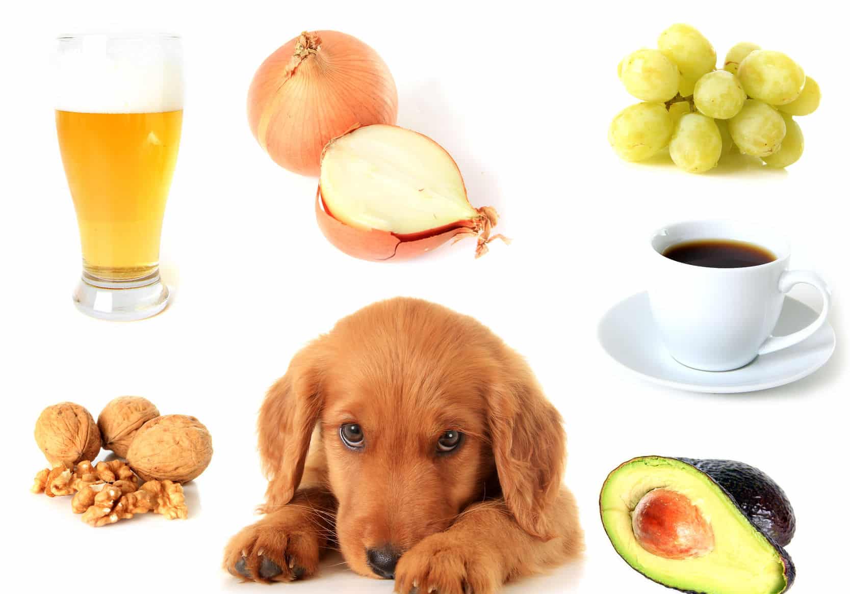 犬が玉ねぎを食べるとどうなる?という雑学