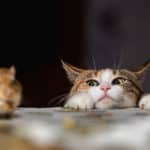 スコットランドの醸造所ではウイスキーキャットと呼ばれる猫が飼われているという雑学