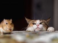 スコットランドの醸造所ではウイスキーキャットと呼ばれる猫が飼われているという雑学