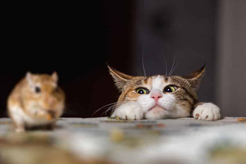 スコットランドの醸造所ではウイスキーキャットと呼ばれる猫が飼われているという雑学