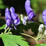 毒草「トリカブト」の花言葉は？に関する雑学