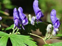 毒草「トリカブト」の花言葉は？に関する雑学