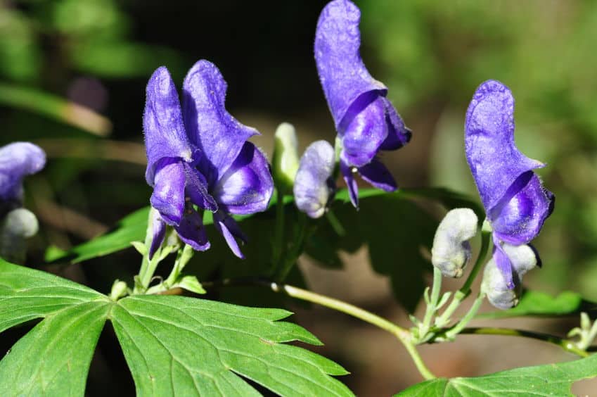 毒草「トリカブト」の花言葉は？に関する雑学