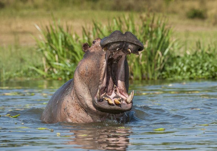 カバは水辺の王者というトリビア