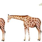 キリンの首の骨の数は、人間の首の骨の数と同じという雑学