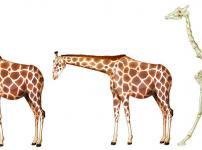 キリンの首の骨の数は、人間の首の骨の数と同じという雑学