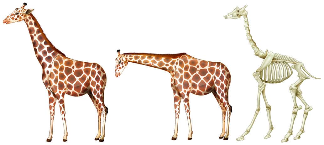 キリンの首の骨の数は、人間の首の骨の数と同じという雑学