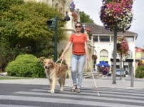 盲導犬には信号の色が見えている？に関する雑学