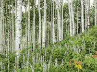 地球で最も大きな生物は？に関する雑学