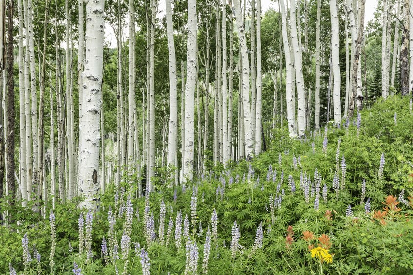 地球で最も大きな生物は?に関する雑学