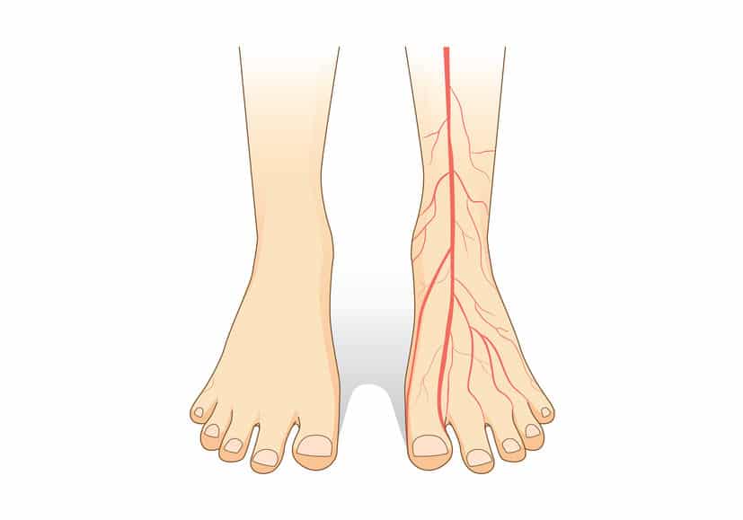体内には毛細血管がいっぱいというトリビア