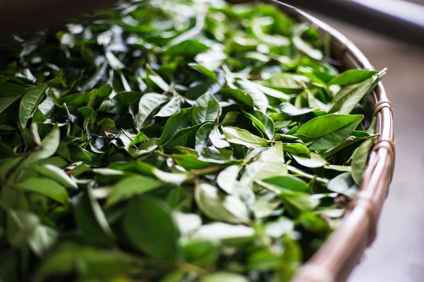 お茶の違いは発酵の違いについてのトリビア
