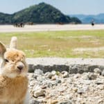日本には「うさぎ」だけが住む島があるという雑学