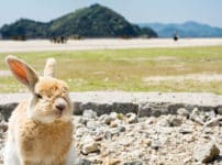 日本には「うさぎ」だけが住む島があるという雑学